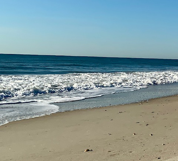 are dogs allowed on amelia island beaches